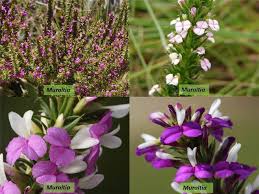 Image result for Polygalaceae