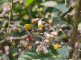 Image result for Blumea