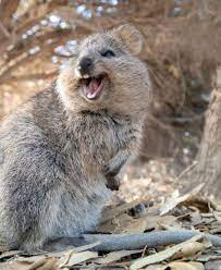Love These Guys Quokka Cute Wild Animals Cute Animals Cute Little Animals