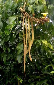 Image result for Markhamia tomentosa