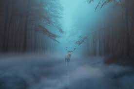 Jul 14, 2021 · collision insurance pays for damage to your car when hit by an object or another vehicle. How Deer Accidents Happen And How To Avoid Them Speedir