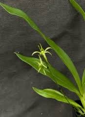 Image result for Angraecum calceolus