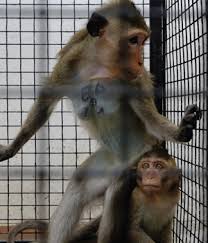 Newly listed first lowest price first highest price first. Online Illegal Wildlife Trade Species Extinction At Internet Speed Jonathan L Mayuga