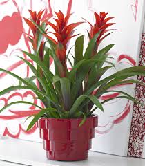 Guzmania lingulata is available in a number of varieties. Guzmania Bromelia