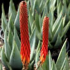 Image result for Aloe ribauensis