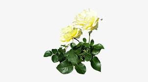 Red rose bouquet in vase. White Rose Bush Png White Rose Candle Png Free Transparent Png Download Pngkey