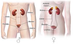 Image result for Bladder Anatomy