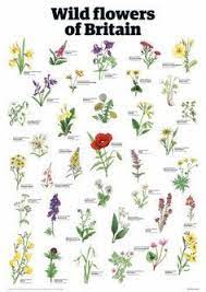 Maybe you would like to learn more about one of these? Identify Uk Most Common Wildflowers Colouring Page Google Search British Wild Flowers Wedding Flowers Wildflowers Types Of Flowers