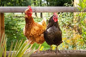 Oscar entscheidet sich für ein huhn. Huhner Im Garten Tipps Zur Richtigen Haltung Plantura