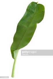 Fresh Green Banana Leaf Coming From A Tropical Banana Tree Isolated Banana Leaf Tree Banana Leaf Banana Tree
