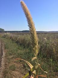 Image result for Setaria longiseta