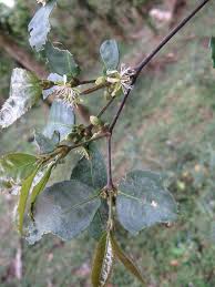 Image result for Cassipourea