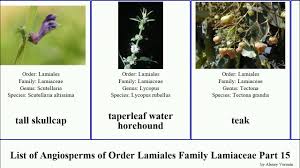 Image result for Syncolostemon canescens