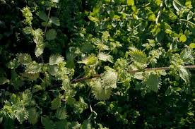 Image result for Scepocarpus trinervis