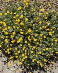 Image result for Grangea anthemoides