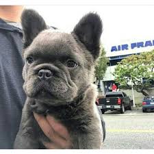 Long Haired Blue French Bulldog Puppy Long Hair Caused By A Recessive Corgi Gene French Bulldog Blue French Bulldog Puppy French Bulldog Full Grown