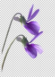 Its resolution is 1280x1144 and it is transparent background and png format. Violet Flower Drawing Purple Png Clipart Download Drawing Flower Flowering Plant Green Free Png Download