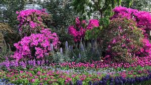 Conservatory of flowers light show 2020. Garfield Park Conservatory S Saturation Is A Technicolor Sight For Winter Weary Eyes Chicago News Wttw