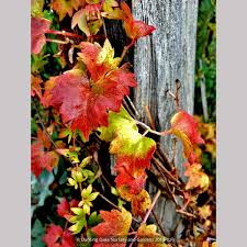 Image result for Parthenocissus