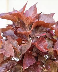 Image result for Acalypha lanceolata