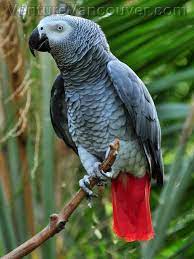 On the health side, the gray of gabon requires special attention with regard to its respiratory tracts, which are reputed to be quite fragile. African Grey African Grey Parrot African Grey Pet Birds