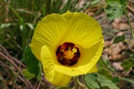 Image result for Hibiscus panduriformis