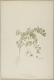 Image result for Afrohybanthus