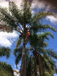 Tree Pruning Trimming Sydney Tree Removal Emergency Tree Removal Tree Service