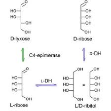 Convert instantly your castor sugar from volume into a weight and vise verse between: Interconversion Of D And L Sugars D Ribose Can Only Be Converted To Download Scientific Diagram