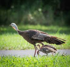 Birds Of Southern Illinois Motherhood Rend Lake Southern Illinois Wild Turkeys Animal Lover Animals Fur Babies