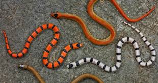 Головоломка slithercraft.io little big snake.io | большая змейка ио вормаксио 2 wormeat.io сладкие червячки snakeblock.io santa snake.io neonsnake.io том и джерри: Uncovering The Evolutionary History Of A Snake Through Its Markings Fiu News Florida International University