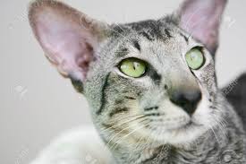 Interestingly, this same genetic trait causes the coloration of siamese. Adorable Siamese Cat Kitten With Green Eyes Stock Photo Picture And Royalty Free Image Image 13615863