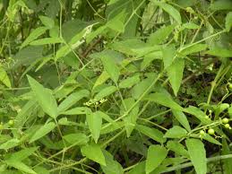 Image result for Cayratia gracilis