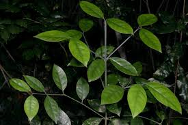 Image result for Garcinia volkensii