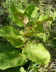 Image result for Scepocarpus