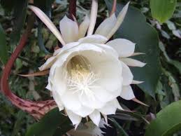 Cacti love humidity not necessarily water and the steam and humidity from your shower does a good job on. How To Make Night Blooming Cereus Bloom Diy