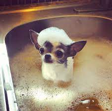 Sure Wish Cupcake Would Act Like That During Bathtime Cute Chihuahua Chihuahua Chihuahua Puppies
