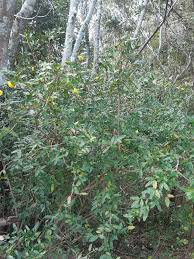 Image result for Ochna ovata