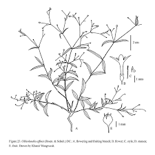 Image result for Oldenlandia affinis