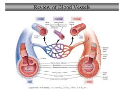Pushed throughout the body within the blood vessels. Blood Vessel Diagram Labeled Diagram Of The Human Circulatory System Infographic