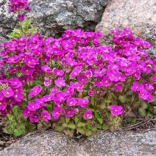 Image result for Arabis alpina
