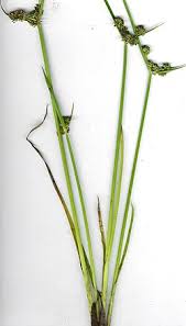 Image result for Cyperus dubius