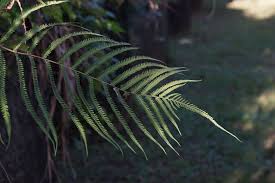 Image result for Cyclosorus interruptus