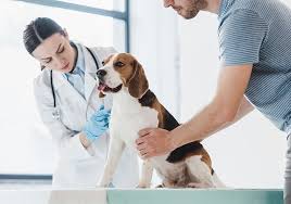 We did not find results for: When Diarrhea Turns Dangerous For Dogs The Bark