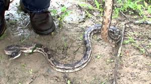 You can eat any snake without ill effects. Texas Rat Snake 2011 Youtube