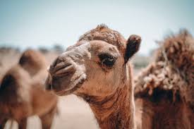 Address, phone number, oasis camel dairy reviews: On The Road Oasis Camel Dairy Ramona Better Than Authentic