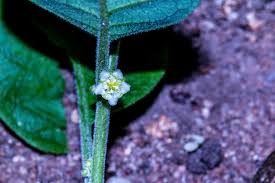 Image result for Clutia robusta