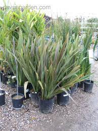 Plantfiles Picture 3 Of New Zealand Flax Sea Jade Phormium New Zealand Flax Plants New Zealand