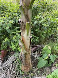 Image result for Acanthophoenix rubra