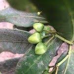 Image result for Brexia